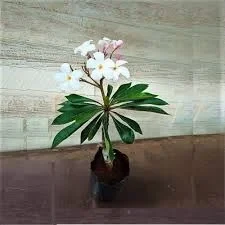 Plumeria Dwarf