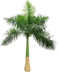 Royal Palm