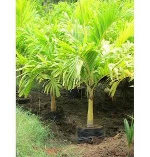 Vietchi Merilligold Palm