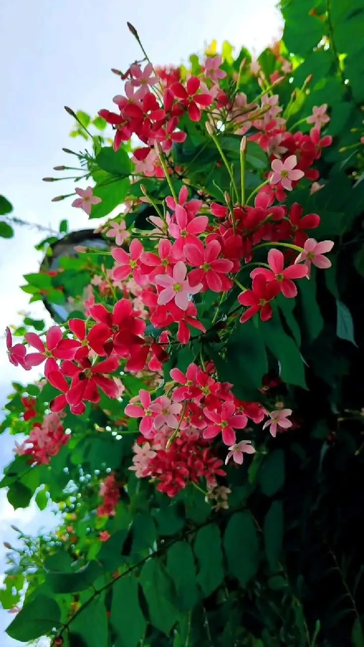 Rangoon Creeper adukku