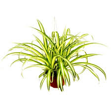 Spider plant