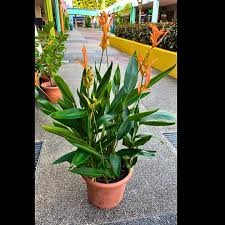 Heliconia dwarf