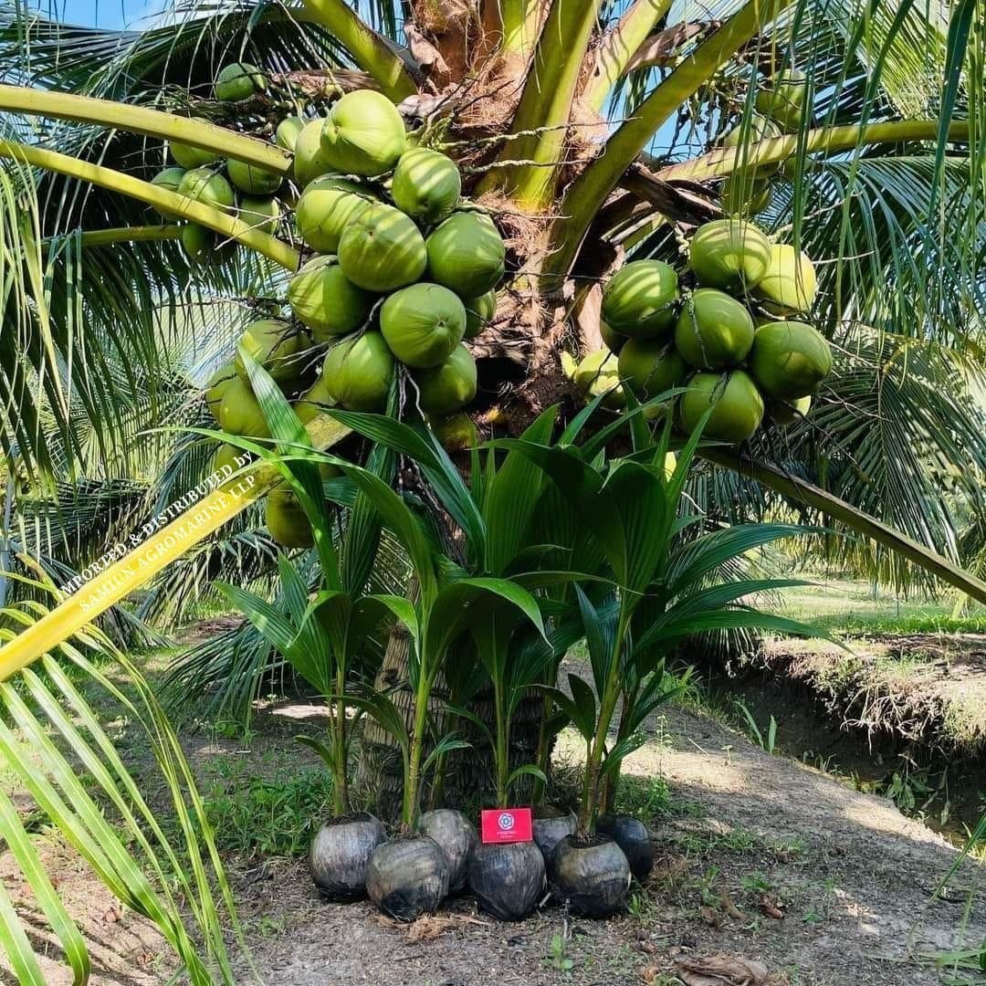 Coconut (nakuwari )