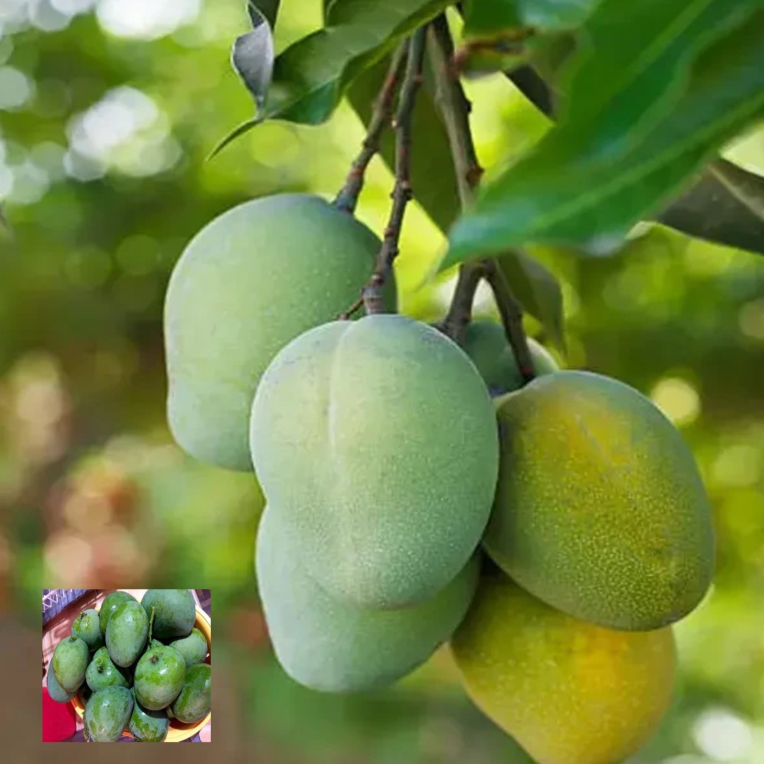 Mango(malkova)