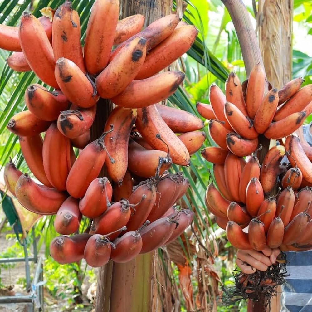 Banana(red banana)