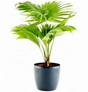 Table palm