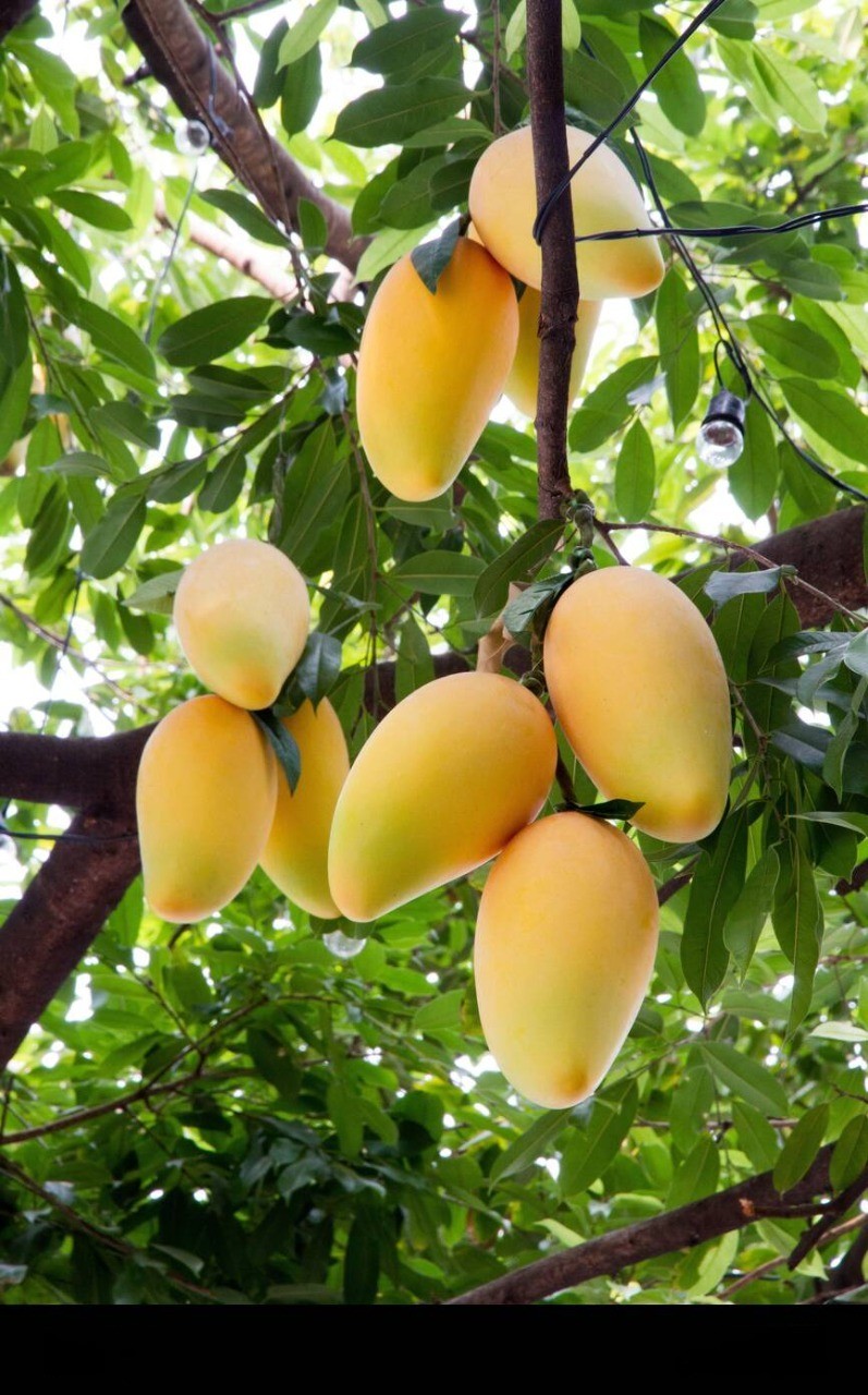 Mango (Thaiwan )