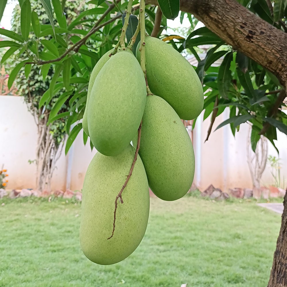 Mango(mallika)