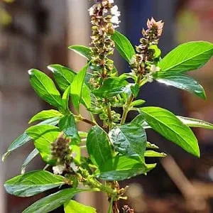 Thiruneeru Pacchilai