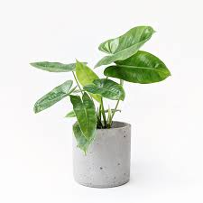 Philodendron (burle max)