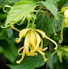 YlangYlang-