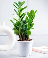 ZZ Plant green