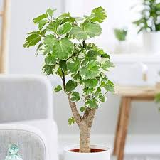 Aralia polyscians -shield aralia