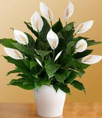 Peace lilly