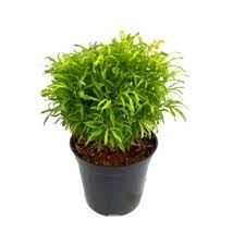 Aralia Golden