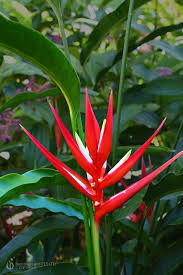 Heliconia red