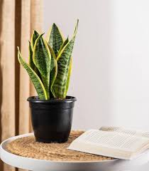 Snake plant