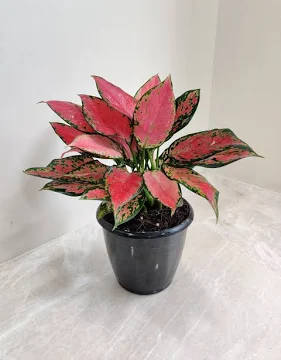 Aglonema red valentines