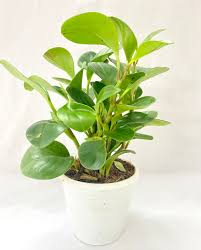 Pepperomia green