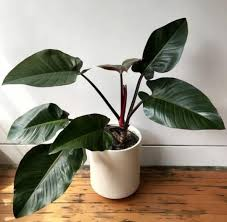 Philodendron congo red (small ) (big)