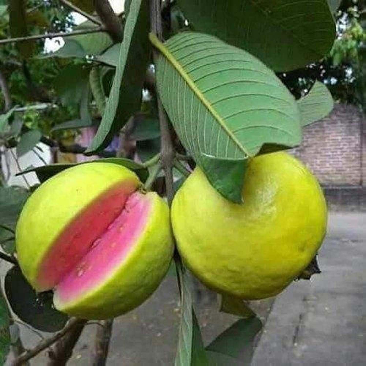 Guava (Arka kiran)