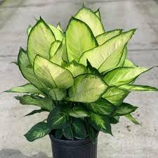 Dieffenbachia Tropic Marianne