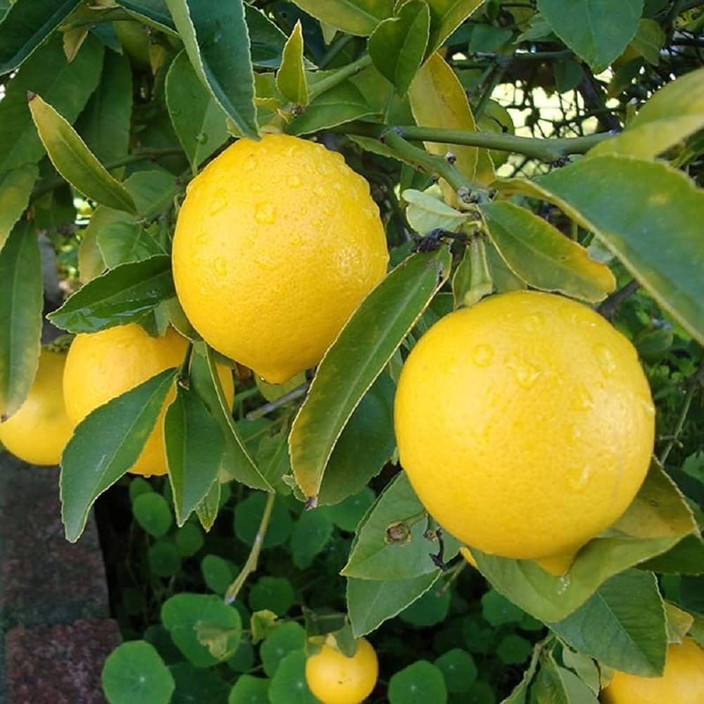 Lemon (Balaji)