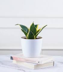 Sainsveria (snake Plant ) dwaf