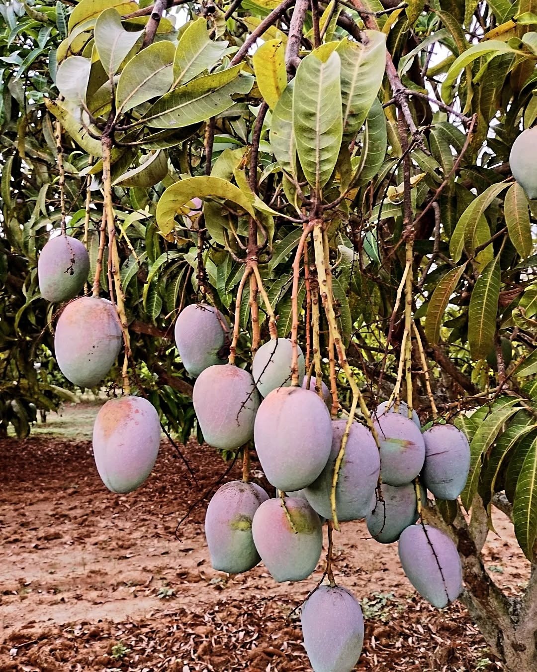 Mango(senthora)