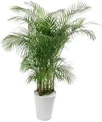 Kendiya Palm