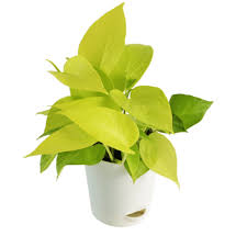 Golden money plant
