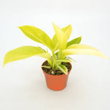 Philodendron Golden Imperal