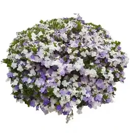 Yesterday Today Tommarrow