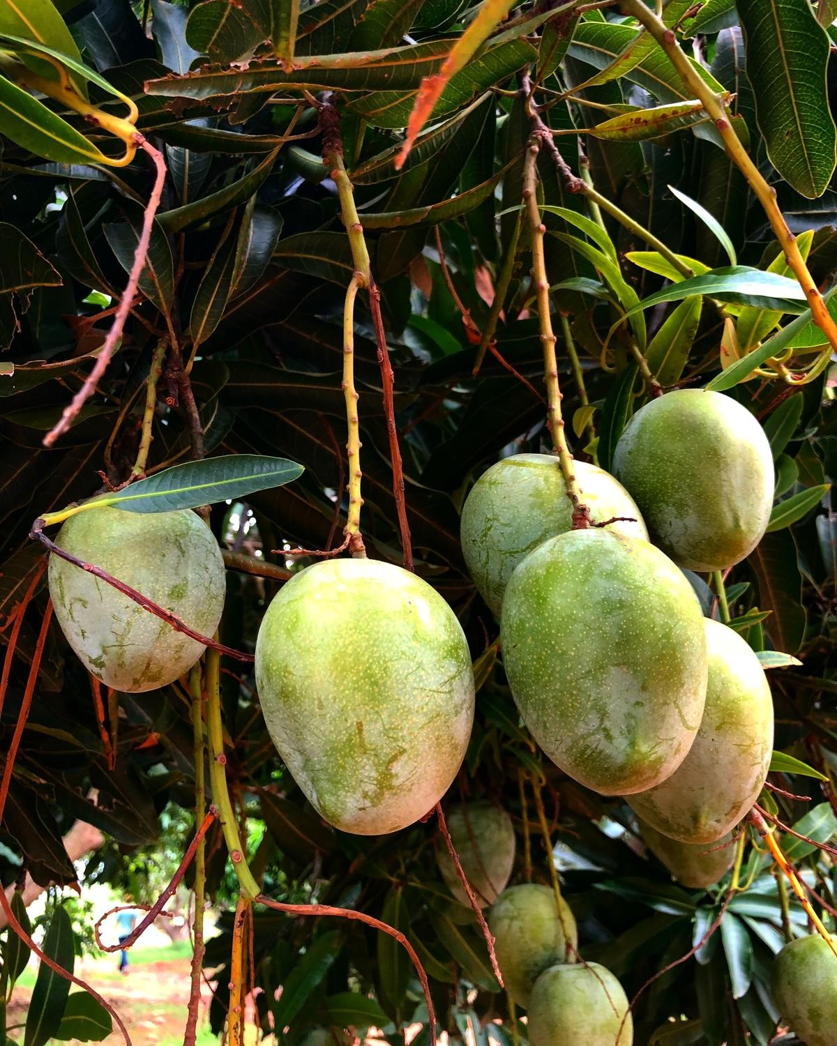 Mango(nadu saalai)