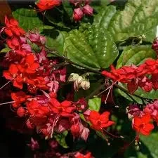 Bleeding Heart Creeper