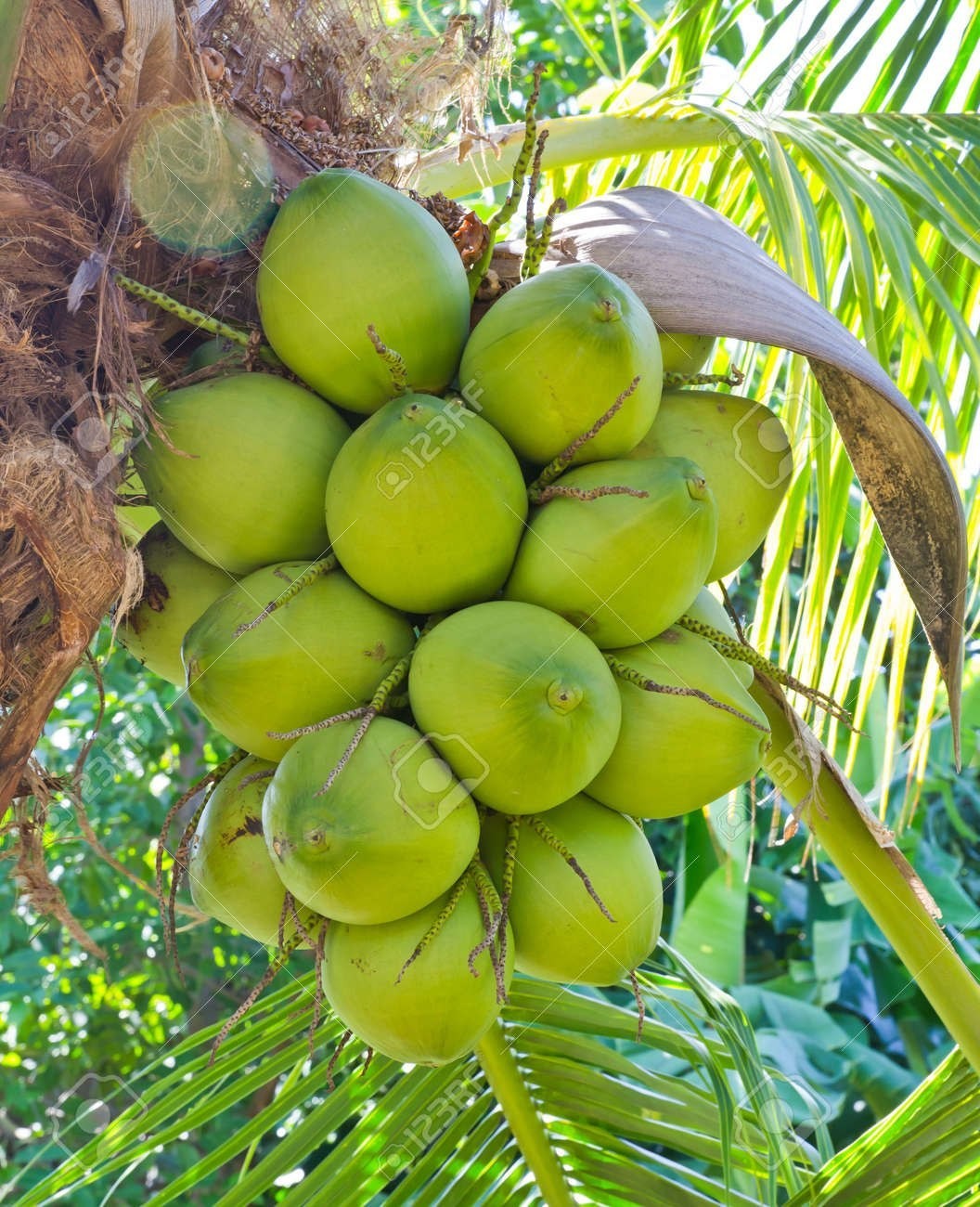 Coconut (Malaysian Green)