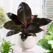 Philodendron black cardinal