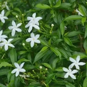 Rubber Nanthiyavattam