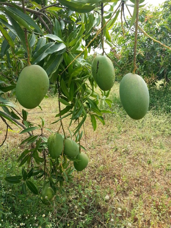Mango (imampasanth)