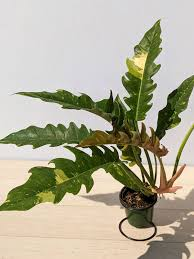 Philodendron (saw tooth)