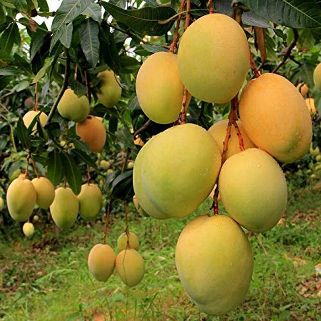 Mango(banganapalli)